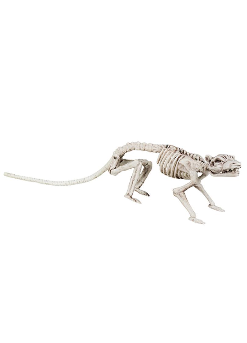 Squelette de scorpion