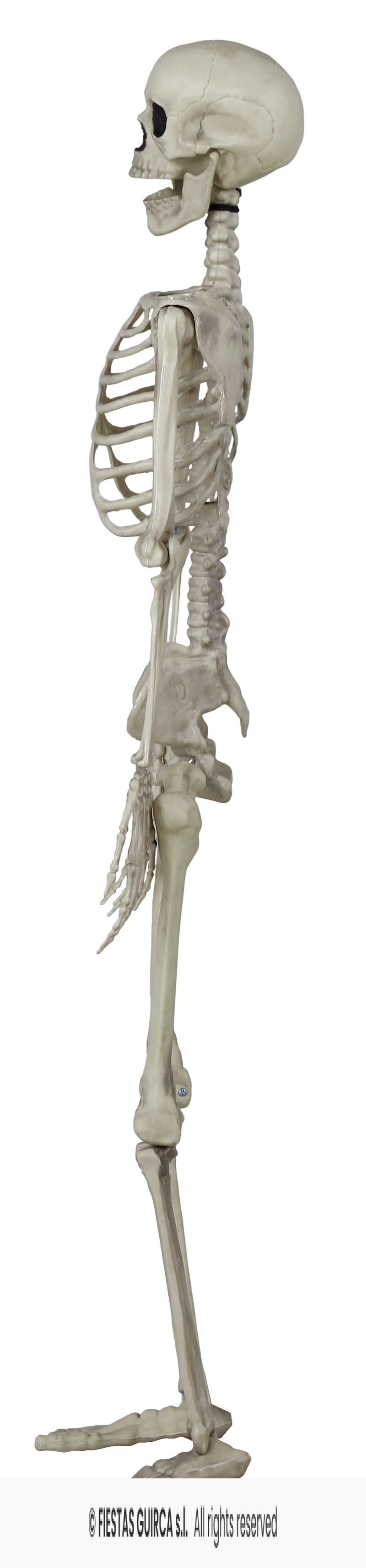 Squelette réaliste articulé plastique 90 cm