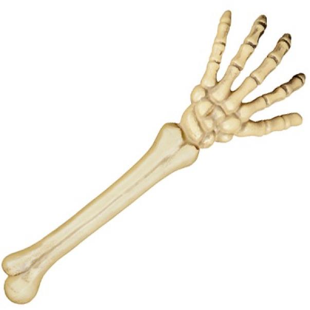 Bras de squelette (46 cm)