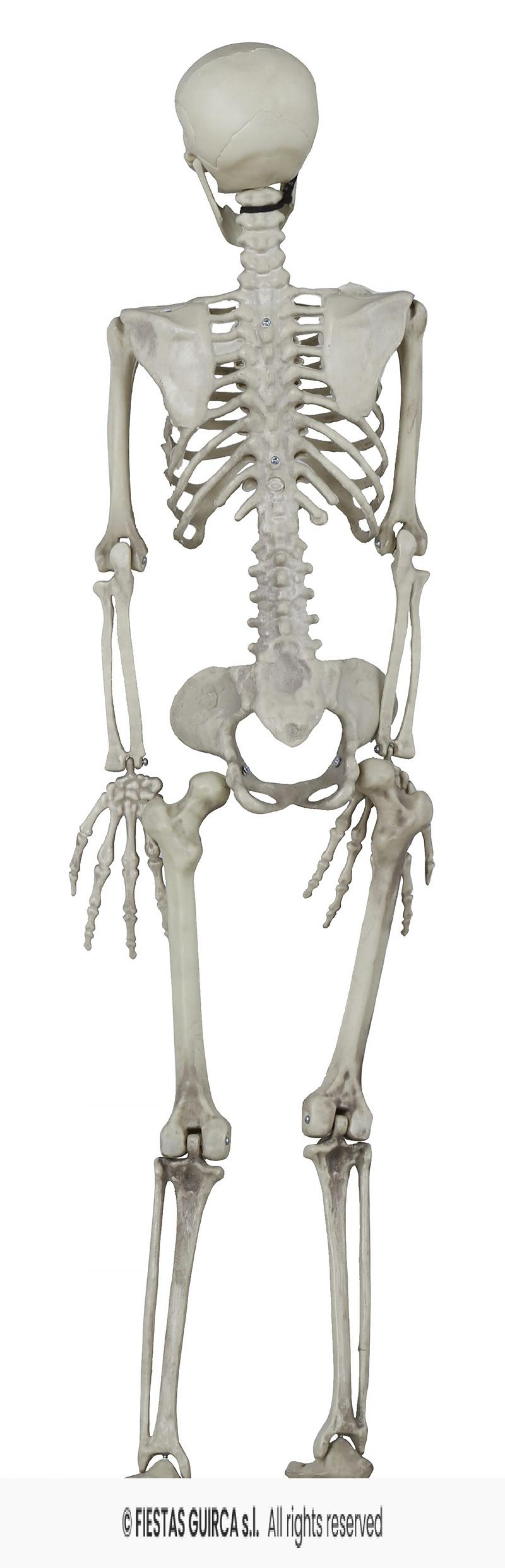Squelette réaliste articulé plastique 90 cm