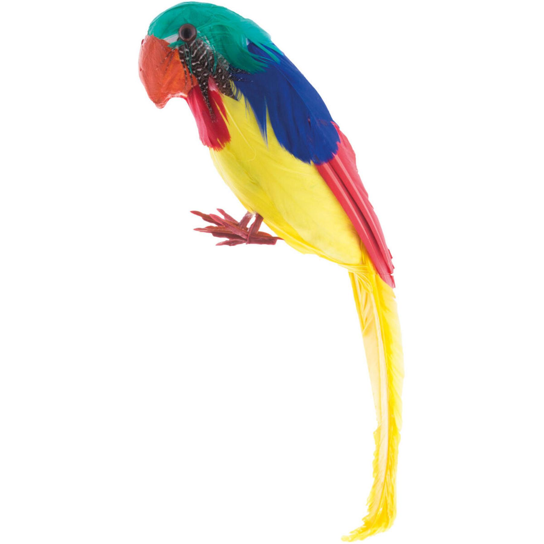 Perroquet empaillé 26cm