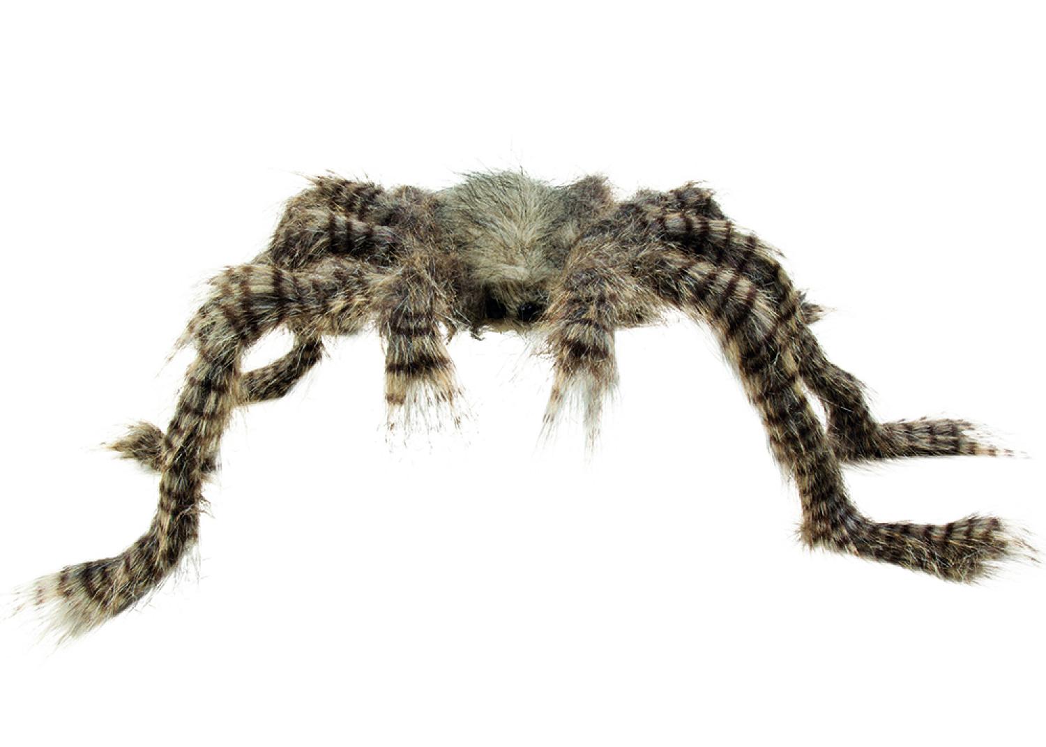 Araignée velue brune 70 cm
