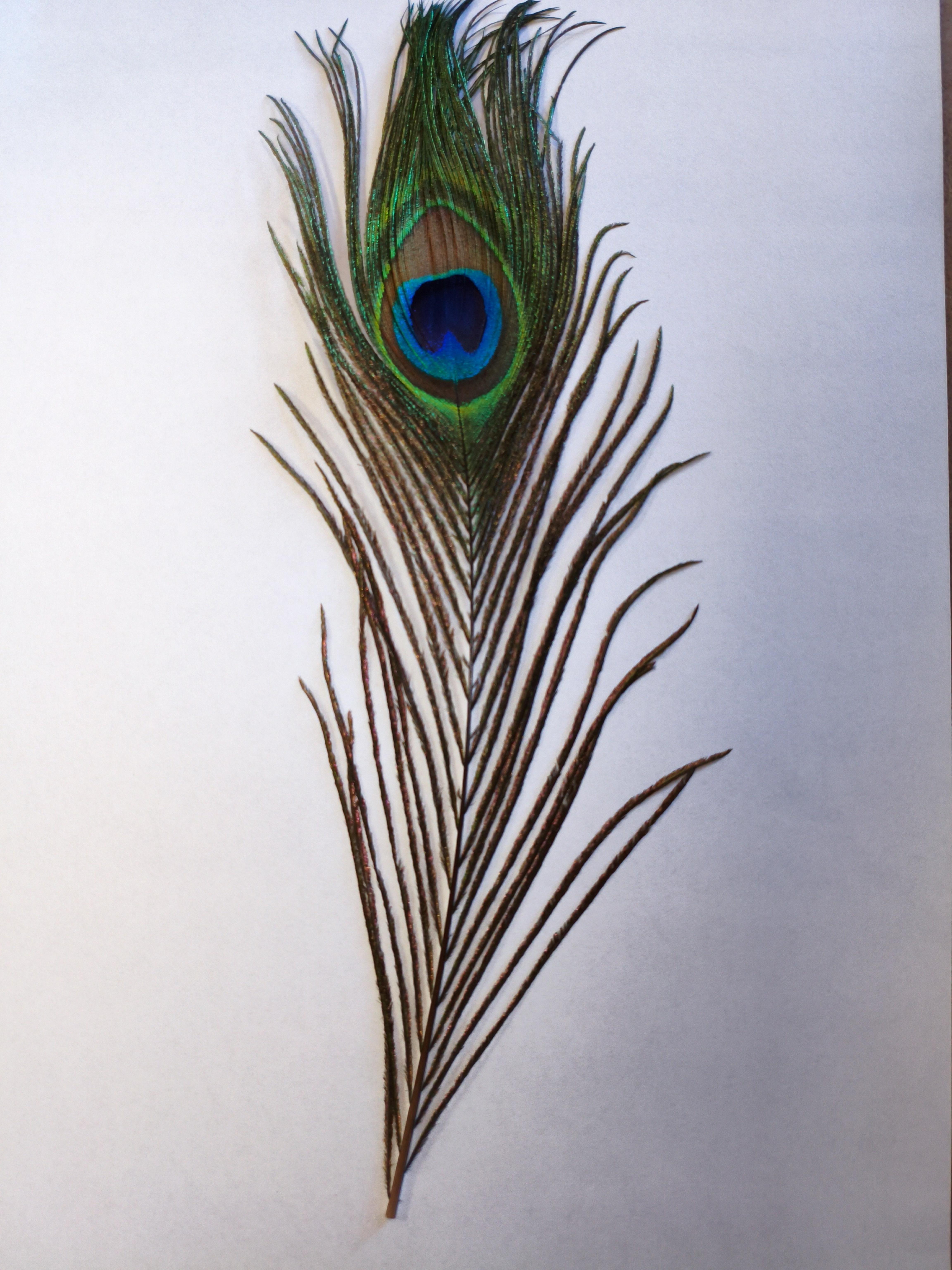 Plume de paon artificielle 25cm