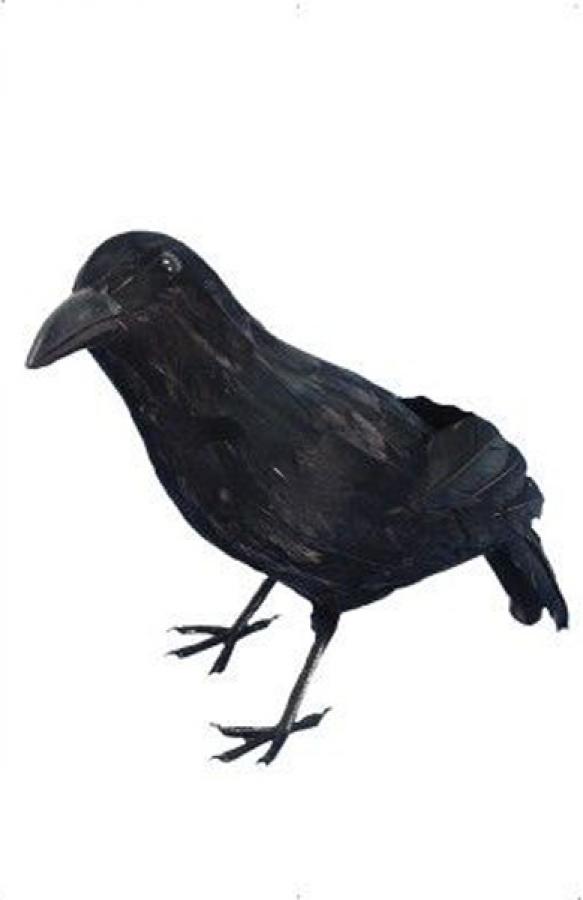 Corbeau noir