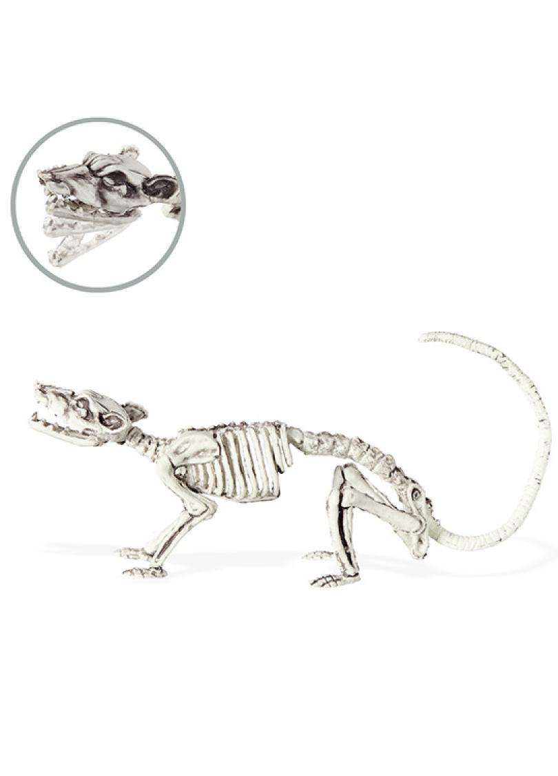 Squelette de scorpion