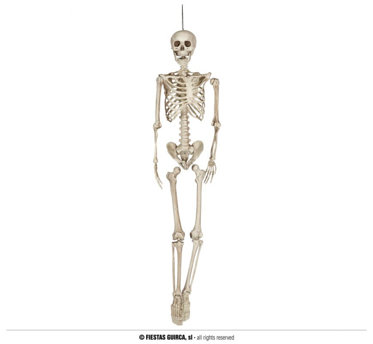 Squelette Halloween articulé look réel 160 cm