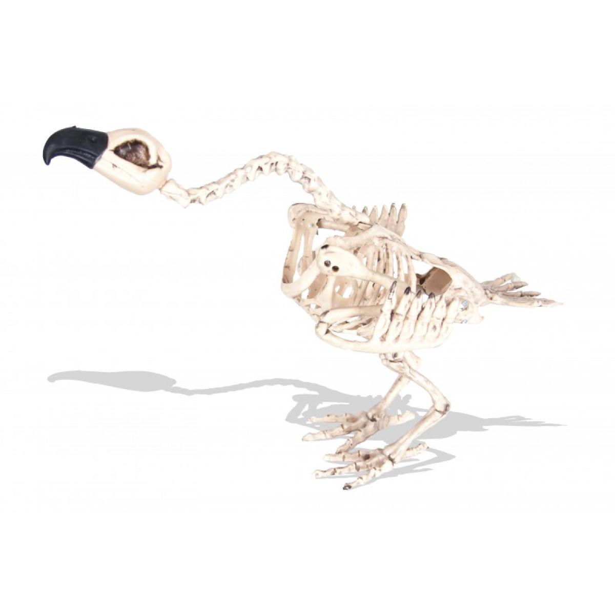 Squelette de vautour 44cm