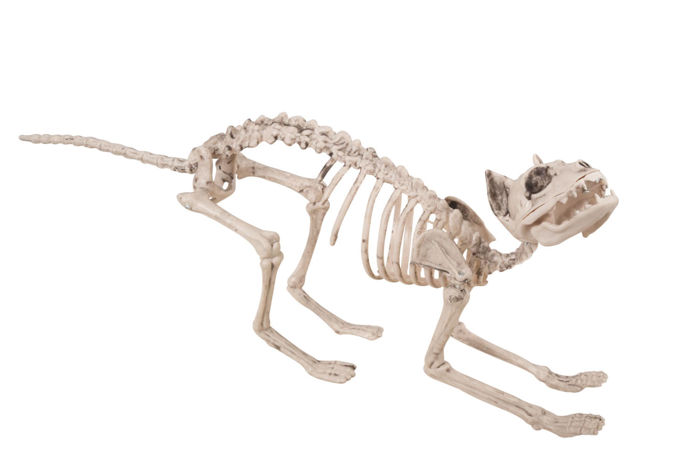 Squelette de chat 60cm
