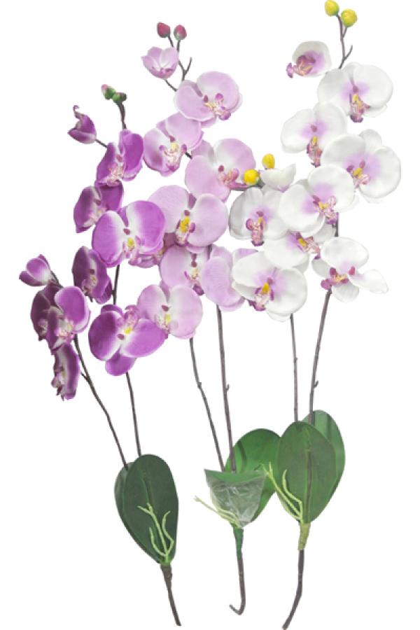 Branche d'orchidées