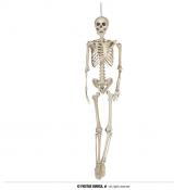 Squelette Halloween articulé look réel 160 cm