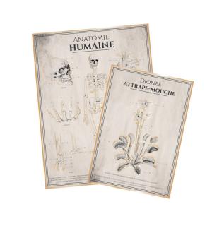 2 affiches anatomie humaine
