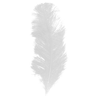 Plume queue d'autruche blanche 30/40 cm