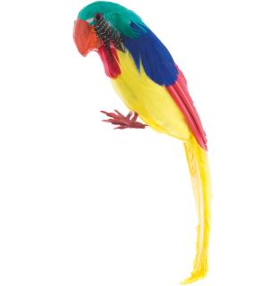 Perroquet empaillé 26cm