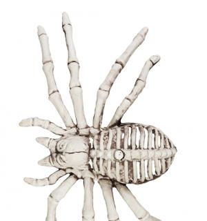 Squelette Araignée