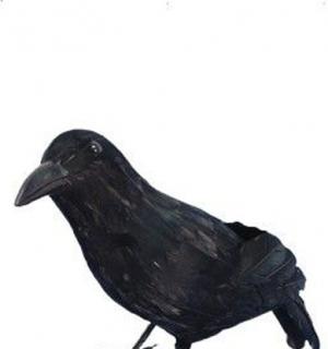 Corbeau noir