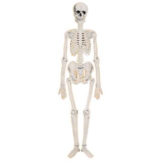 Squelette articulé en carton 135 cm