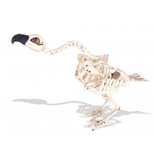 Squelette de vautour 44cm
