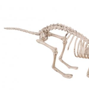 Squelette de chat 60cm