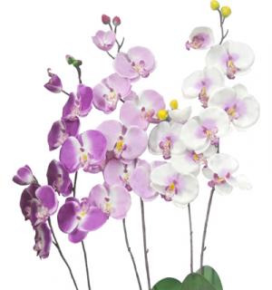 Branche d'orchidées